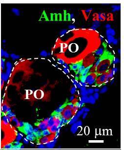 黑鯛精巢組織中史托利細胞(Sertoli cell)分泌的Amh(綠色螢光)會大量分布在錯置卵細胞周圍