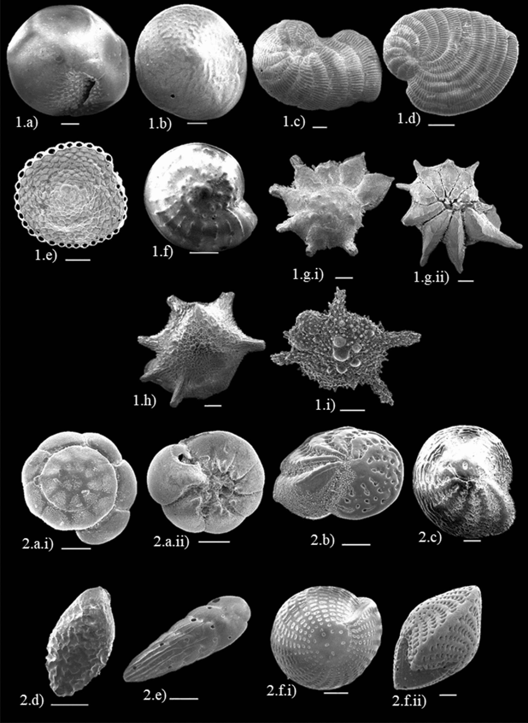 與珊瑚礁生態需求相似的有孔蟲種屬殼體(電子顯微鏡)