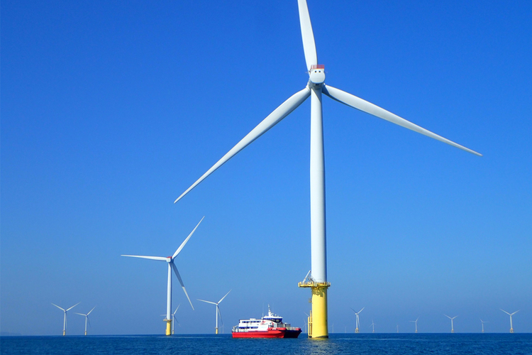 海大邵廣昭榮譽講座及邵奕達教授研究團隊證實臺灣海峽的離岸風機水下基礎，已成為眾多魚類的新棲所。(陳靜怡拍攝)